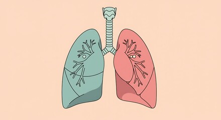 Anatomical vector illustration of the human respiratory system with lungs and trachea. A simple colorful diagram for medical and science education