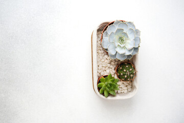 Three potted green succulents and a cactus sit in a textured woven basket on a plain light background.