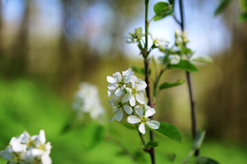 blooming white flower blossoms on serviceberry amelanchier alnifolia tree branches in spring