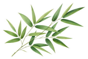 Photorealistic Bamboo Leaves Cluster in Natural Green Tones, Isolated Transparent PNG for Eco-Friendly, Zen, Botanical, and Nature-Inspired Design Elements