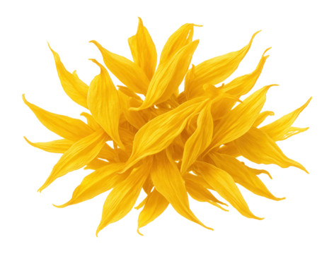 Dried safflower petals with a bright yellow hue