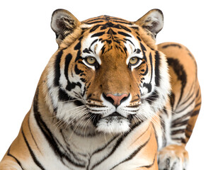 Naklejka premium white bengal tiger