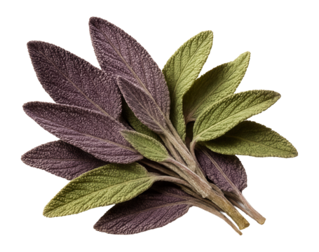 Dried sage with a purple and green appearance