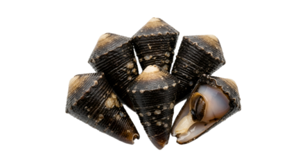 Turban Shells isolated on Transparent Background
