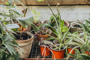Aloe vera and chlorophytum mix in clay pots for concepts of skincare and natural healing
