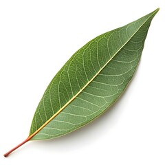 Obraz premium Forest Red Gum Eucalyptus Leaf Long Narrow Green Lance-Shaped Foliage with Smooth Glossy Finish and Iconic Australian Woodland Elegance on Pure White Background Highlighting Natural Botanical Beauty