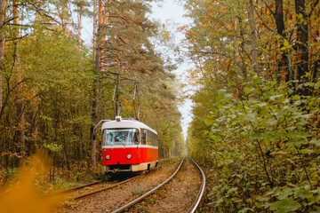 Naklejka premium Red tram travels through serene forested railway in early morning light