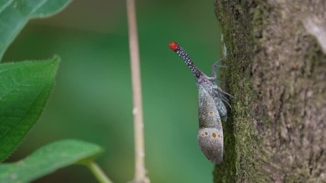 Lanternfly , Fulgorid planthopper on tree in the forest