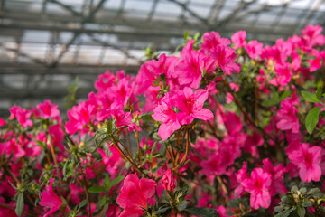 Azalea Flowers in a Greenhouse, blooming azalea