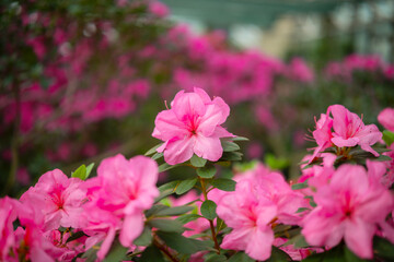 Blooming pink azalias flowers, azalia flowers in a greenhouse