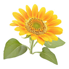 Obraz premium Bright yellow sunflower with green leaves, detailed petals, and vibrant summer feel, perfect for botanical designs and cheerful seasonal decoration