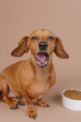 Yawning dachshund next to food bowl – ideal for content on satisfaction, sleepy pets, or digestion