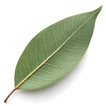 Blackbutt Eucalyptus Leaf Long Narrow Green Lance-Shaped Foliage with Smooth Glossy Finish and Distinct Australian Woodland Strength on Pure White Background Highlighting Natural Botanical Beauty