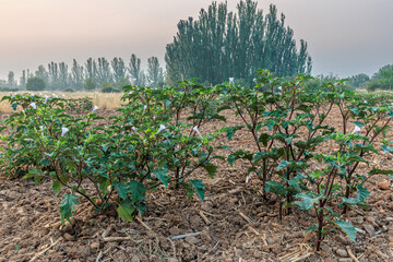 Datura stramonium. Jimson weed plants with flowers and immature fruits.