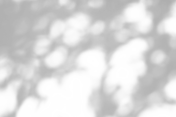 Abstract natural tree branch leaves shadow on white wall background