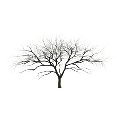 Obraz premium Bare tree with intricate branches, artistic minimal style, high fidelity, winter season, isolated on transparent background, calm and serene mood