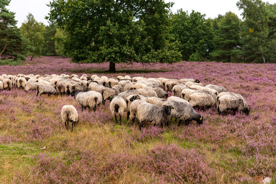 Heidschnuckenherde in der L&uuml;neburger Heide