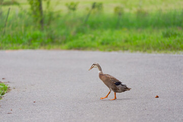 Indian Runner duck outdoors at organic Swiss farm crossing rural road on a late summer morning. Photo taken September 1st, 2025, Zurich Schwamendingen, Switzerland.