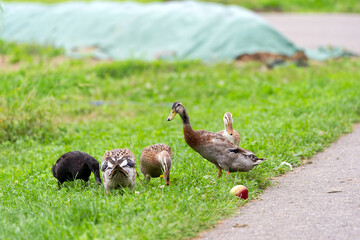 Fototapeta premium Indian Runner ducks outdoors at organic Swiss farm on a late summer morning. Photo taken September 1st, 2025, Zurich Schwamendingen, Switzerland.