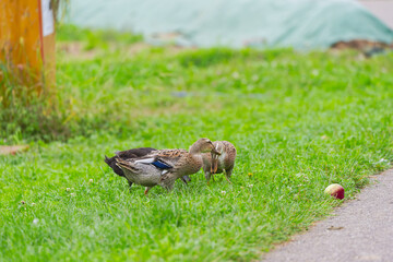 Indian Runner duck outdoors at organic Swiss farm on a late summer morning. Photo taken September 1st, 2025, Zurich Schwamendingen, Switzerland.