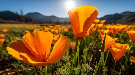 Obraz premium Vibrant orange California poppies fill a sunny meadow, bathed in morning light, with mountains in the background.