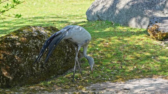 The Blue Crane, Grus paradisea, is an endangered bird specie endemic to Southern Africa. It is the national bird of South Africa