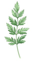 Fototapeta premium Delicate watercolor illustration of a single, detailed herb sprig, showcasing intricate leaf patterns and soft, muted green tones.
