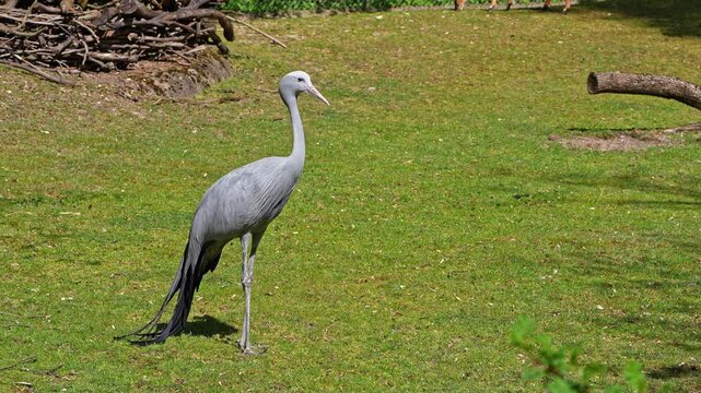 The Blue Crane, Grus paradisea, is an endangered bird specie endemic to Southern Africa. It is the national bird of South Africa