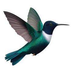 Obraz premium Emerald Hummingbird in Flight with White Background
