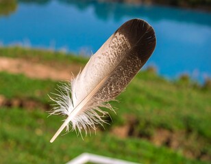 Feather Floating Over Water