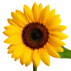 Fototapeta premium Bright yellow sunflower isolated on white background
