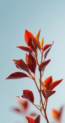 Close-up of vibrant red leaves on branch against pale blue sky