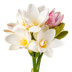 Fototapeta premium tuberose isolated on white and transparent background.