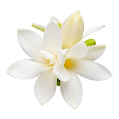  tuberose isolated on white and transparent background.