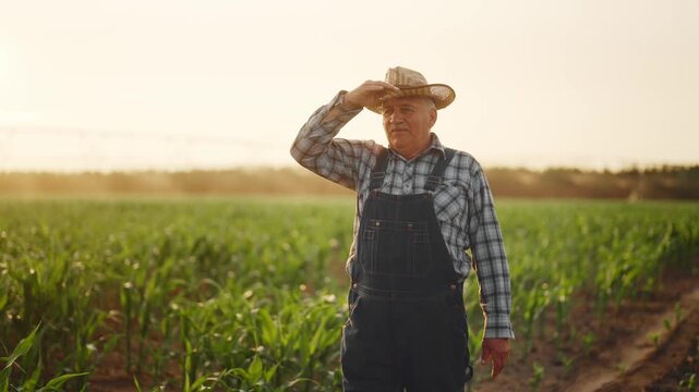 Portrait of confident successful old farmer walking in farmland in evening. Lonely old man strolling and admiring beautiful landscape of native region, agribusiness and agronomy, cinematic slow motion