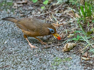 赤い木の実を咥えて食べようとする小鳥