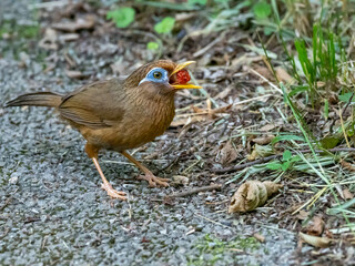 赤い木の実を咥えて食べようとする小鳥