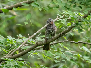 木の枝に止って見下ろすムクドリ