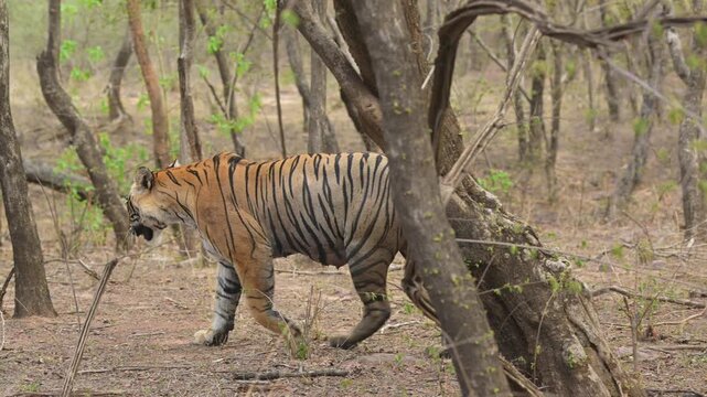 slow motion full shot of pregnant wild female bengal tiger panthera tigris walking and water droplets dripping from visible nipples in ranthambore national park forest reserve safari rajasthan india