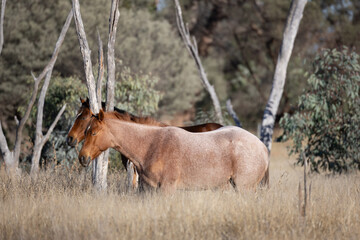 A roan and a bay horse stand sleepily among trees and dead trees in a grassy field in the early morning before they begin grazing on the long grass in Bollen in Queensland, Australia.