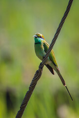 A Bee eater perched on branch