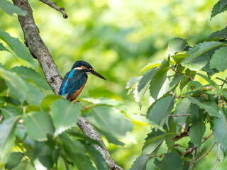 木の枝から獲物を探すカワセミ
