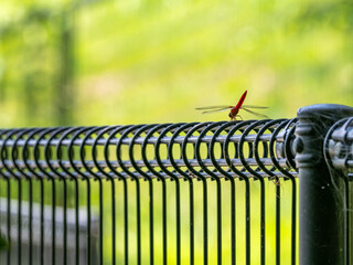 黒いワイヤー上のフェンスに止まる赤トンボ