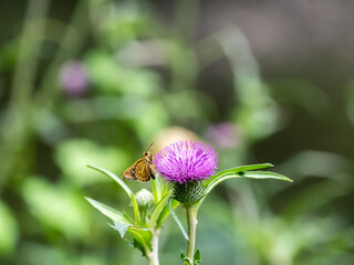 紫色の小さなマリアアザミに止まるオレンジ色のチョウ