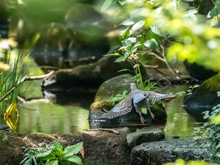 小川の上を羽根を広げて水浴びに向かう鳩