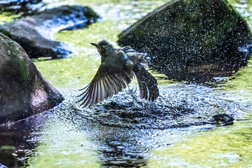光る小川に飛び込んで水浴びするヒヨドリ