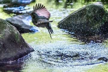 光る小川に飛び込んで水浴びするヒヨドリ