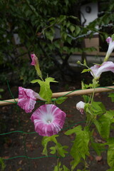 朝顔の花