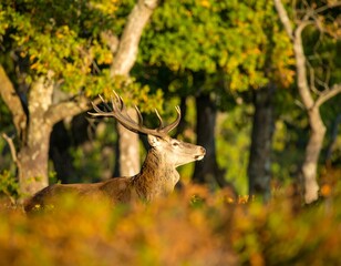 Naklejka premium Majestic red deer stag in autumnal woodland, sunlight illuminating its antlers and coat