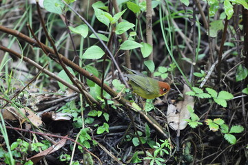 The chestnut-headed tesia (Cettia castaneocoronata) is a small insectivorous songbird formerly of...
